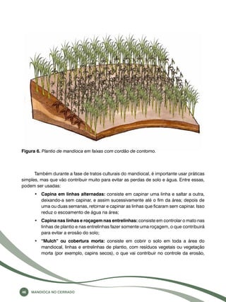 Figura 6. Plantio de mandioca em faixas com cordão de contorno. 
Também durante a fase de tratos culturais do mandiocal, é importante usar práticas 
simples, mas que vão contribuir muito para evitar as perdas de solo e água. Entre essas, 
podem ser usadas: 
• Capina em linhas alternadas: consiste em capinar uma linha e saltar a outra, 
deixando-a sem capinar, e assim sucessivamente até o fim da área; depois de 
uma ou duas semanas, retornar e capinar as linhas que ficaram sem capinar. Isso 
reduz o escoamento de água na área; 
• Capina nas linhas e roçagem nas entrelinhas: consiste em controlar o mato nas 
linhas de plantio e nas entrelinhas fazer somente uma roçagem, o que contribuirá 
para evitar a erosão do solo; 
• “Mulch” ou cobertura morta: consiste em cobrir o solo em toda a área do 
mandiocal, linhas e entrelinhas de plantio, com resíduos vegetais ou vegetação 
morta (por exemplo, capins secos), o que vai contribuir no controle da erosão, 
46 Mandioca no Cerrado 
 