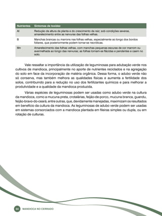 Nutrientes Sintomas de toxidez 
Al Redução da altura da planta e do crescimento da raiz; sob condições severas, 
amarelecimento entre as nervuras das folhas velhas. 
B Manchas brancas ou marrons nas folhas velhas, especialmente ao longo dos bordos 
foliares, que posteriormente podem tornar-se necróticas. 
Mn Amarelecimento das folhas velhas, com manchas pequenas escuras de cor marrom ou 
avermelhada ao longo das nervuras; as folhas tornam-se flácidas e pendentes e caem no 
solo. 
Vale ressaltar a importância da utilização de leguminosas para adubação verde nos 
cultivos de mandioca, principalmente no aporte de nutrientes reciclados e na agregação 
do solo em face da incorporação de matéria orgânica. Dessa forma, o adubo verde não 
só conserva, mas também melhora as qualidades físicas e aumenta a fertilidade dos 
solos, contribuindo para a redução no uso dos fertilizantes químicos e para melhorar a 
produtividade e a qualidade da mandioca produzida. 
Várias espécies de leguminosas podem ser usadas como adubo verde na cultura 
da mandioca, como a mucuna preta, crotalárias, feijão-de-porco, mucuna branca, guandu, 
feijão-bravo-do-ceará, entre outras, que, devidamente manejadas, maximizam os resultados 
em benefício da cultura da mandioca. As leguminosas de adubo verde podem ser usadas 
em sistemas consorciados com a mandioca plantada em fileiras simples ou dupla, ou em 
rotação de culturas. 
54 Mandioca no Cerrado 
 