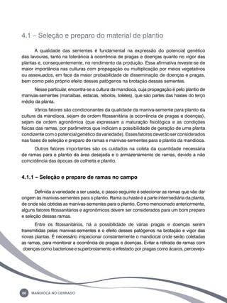 4.1 – Seleção e preparo do material de plantio 
A qualidade das sementes é fundamental na expressão do potencial genético 
das lavouras, tanto na tolerância à ocorrência de pragas e doenças quanto no vigor das 
plantas e, consequentemente, no rendimento da produção. Essa afirmativa reveste-se de 
maior importância nas culturas com propagação ou multiplicação por meios vegetativos 
ou assexuados, em face da maior probabilidade de disseminação de doenças e pragas, 
bem como pelo próprio efeito desses patógenos na brotação dessas sementes. 
Nesse particular, encontra-se a cultura da mandioca, cuja propagação é pelo plantio de 
manivas-sementes (manaíbas, estacas, rebolos, toletes), que são partes das hastes do terço 
médio da planta. 
Vários fatores são condicionantes da qualidade da maniva-semente para plantio da 
cultura da mandioca, sejam de ordem fitossanitária (a ocorrência de pragas e doenças), 
sejam de ordem agronômica (que expressam a maturação fisiológica e as condições 
físicas das ramas, por parâmetros que indicam a possibilidade de geração de uma planta 
condizente com o potencial genético da variedade). Esses fatores deverão ser considerados 
nas fases de seleção e preparo de ramas e manivas-sementes para o plantio da mandioca. 
Outros fatores importantes são os cuidados na coleta da quantidade necessária 
de ramas para o plantio da área desejada e o armazenamento de ramas, devido a não 
coincidência das épocas de colheita e plantio. 
4.1.1 – Seleção e preparo de ramas no campo 
Definida a variedade a ser usada, o passo seguinte é selecionar as ramas que vão dar 
origem às manivas-sementes para o plantio. Rama ou haste é a parte intermediária da planta, 
de onde são obtidas as manivas-sementes para o plantio. Como mencionado anteriormente, 
alguns fatores fitossanitários e agronômicos devem ser considerados para um bom preparo 
e seleção dessas ramas. 
Entre os fitossanitários, há a possibilidade de várias pragas e doenças serem 
transmitidas pelas manivas-sementes e o efeito desses patógenos na brotação e vigor das 
novas plantas. É necessário inspecionar constantemente o mandiocal onde serão coletadas 
as ramas, para monitorar a ocorrência de pragas e doenças. Evitar a retirada de ramas com 
doenças como bacteriose e superbrotamento e infestado por pragas como ácaros, percevejo- 
60 Mandioca no Cerrado 
 