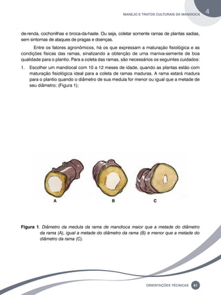 manejo e tratos culturais da mandioca 4 
de-renda, cochonilhas e broca-da-haste. Ou seja, coletar somente ramas de plantas sadias, 
sem sintomas de ataques de pragas e doenças. 
Entre os fatores agronômicos, há os que expressam a maturação fisiológica e as 
condições físicas das ramas, sinalizando a obtenção de uma maniva-semente de boa 
qualidade para o plantio. Para a coleta das ramas, são necessários os seguintes cuidados: 
1. Escolher um mandiocal com 10 a 12 meses de idade, quando as plantas estão com 
maturação fisiológica ideal para a coleta de ramas maduras. A rama estará madura 
para o plantio quando o diâmetro de sua medula for menor ou igual que a metade de 
seu diâmetro; (Figura 1); 
A B c 
Figura 1. Diâmetro da medula da rama de mandioca maior que a metade do diâmetro 
da rama (A), igual a metade do diâmetro da rama (B) e menor que a metade do 
diâmetro da rama (C). 
Oreinatções Técnacis 61 
 
