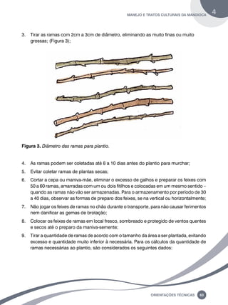 manejo e tratos culturais da mandioca 4 
3. Tirar as ramas com 2cm a 3cm de diâmetro, eliminando as muito finas ou muito 
Oreinatções Técnacis 63 
grossas; (Figura 3); 
Figura 3. Diâmetro das ramas para plantio. 
4. As ramas podem ser coletadas até 8 a 10 dias antes do plantio para murchar; 
5. Evitar coletar ramas de plantas secas; 
6. Cortar a cepa ou maniva-mãe, eliminar o excesso de galhos e preparar os feixes com 
50 a 60 ramas, amarradas com um ou dois fitilhos e colocadas em um mesmo sentido – 
quando as ramas não vão ser armazenadas. Para o armazenamento por período de 30 
a 40 dias, observar as formas de preparo dos feixes, se na vertical ou horizontalmente; 
7. Não jogar os feixes de ramas no chão durante o transporte, para não causar ferimentos 
nem danificar as gemas de brotação; 
8. Colocar os feixes de ramas em local fresco, sombreado e protegido de ventos quentes 
e secos até o preparo da maniva-semente; 
9. Tirar a quantidade de ramas de acordo com o tamanho da área a ser plantada, evitando 
excesso e quantidade muito inferior à necessária. Para os cálculos da quantidade de 
ramas necessárias ao plantio, são considerados os seguintes dados: 
 