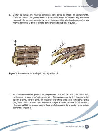 manejo e tratos culturais da mandioca 4 
2. Cortar as ramas em manivas-sementes com cerca de 20cm de comprimento, 
contendo cinco a oito gemas ou olhos. Esse corte deverá ser feito em ângulo reto ou 
perpendicular ao comprimento da rama, visando melhor distribuição das raízes na 
maniva-semente. E deve-se evitar o corte chanfrado ou bisel; (Figura 5). 
a B 
Oreinatções Técnacis 65 
Figura 5. Ramas cortadas em ângulo reto (A) e bisel (B). 
3. As manivas-sementes podem ser preparadas com uso de facão, serra circular, 
motosserra ou com a própria plantadeira. No preparo com facão, deve-se evitar 
apoiar a rama, para o corte, em qualquer superfície, para não esmagar a gema 
(segurar a rama com uma mão, dando-lhe um golpe fraco com o facão de um lado, 
girar a rama 180 graus e dar outro golpe mais forte no outro lado, cortando a maniva-semente); 
(Figura 6). 
 