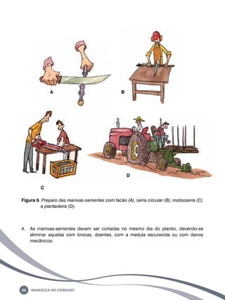 A B 
C 
66 Mandioca no Cerrado 
D 
Figura 6. Preparo das manivas-sementes com facão (a), serra circular (b), motosserra (c) 
e plantadeira (d). 
4. As manivas-sementes devem ser cortadas no mesmo dia do plantio, devendo-se 
eliminar aquelas com brocas, doentes, com a medula escurecida ou com danos 
mecânicos. 
 