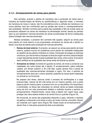 manejo e tratos culturais da mandioca 4 
Oreinatções Técnacis 67 
4.1.3 – Armazenamento de ramas para plantio 
Nos cerrados, quando o plantio de mandioca visa a produção de raízes para a 
indústria de transformação de farinha ou polvilho/fécula e, algumas vezes, o mercado 
de mandioca de mesa in natura, não há coincidência entre a colheita da mandioca e os 
novos plantios. Isso tem contribuído para as perdas das ramas e, consequentemente, 
das variedades. Também contribui para a perda das variedades o fato de muitas vezes os 
produtores utilizarem as ramas de mandioca na alimentação animal, devido ao período 
seco ou por plantarem manivas-sementes de ramas armazenadas de forma inadequada 
(baixa brotação das manivas-sementes). 
Nessas condições, o produtor tem somente três opções: adquirir as ramas para 
novo plantio em local externo à sua propriedade, armazenar as ramas até o plantio ou 
deixar uma área do plantio para produção de manivas-sementes. 
• Ramas de local externo: O produtor, ao adquirir as ramas para plantio de local 
externo, poderá incorrer em problemas como plantio de variedade inadequada 
ao objetivo de seu plantio (indústria ou mesa); introdução de pragas ou doenças 
na lavoura, por não ter feito a inspeção na área de origem da rama; baixa brotação 
e vigor das plantas devido à baixa qualidade das ramas, entre outros. O produtor 
deve certificar-se da qualidade das ramas antes de levá-las ao plantio. 
• Armazenar as ramas: Consiste em guardar as ramas, de modo a conservar sua 
viabilidade, por certo tempo até o plantio. O armazenamento, pelos métodos 
usados, por tempo superior a 40 a 60 dias, quase sempre leva a perda de 
qualidade das manivas-sementes (brotação e vigor). Por isso, o período de 
armazenamento deve ser o menor possível, podendo as ramas serem dispostas 
na vertical ou na horizontal. 
No preparo dos feixes, deve-se cortar o excesso de ramificações e a cepa 
(maniva-mãe), colocar de 50 a 60 ramas em um mesmo sentido, com a parte 
basal ou pé em mesmo plano, e amarrar com um ou dois fitilhos. Em local fresco 
e sombreado, os feixes são colocados na vertical, tendo as bases enterradas 
cerca de 5cm em solo previamente afofado e molhado durante o período do 
armazenamento. Posteriormente, cercar toda a lateral com capim seco, para 
proteger dos raios solares diretos e de ventos frios ou quentes (Figura 7a) . 
Na horizontal, as ramas são preparadas deixando a cepa, retirando o excesso 
de galhos e colocando uma sobre a outra, de modo a formar uma pilha. Devem 
ser cobertas com capim seco (Figura 7b). Esses locais de armazenamento 
devem ficar o mais perto possível da área a ser plantada. 
 