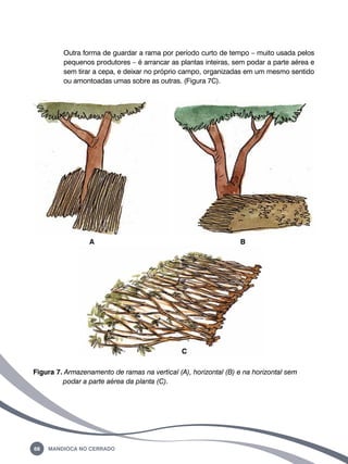 Outra forma de guardar a rama por período curto de tempo – muito usada pelos 
pequenos produtores – é arrancar as plantas inteiras, sem podar a parte aérea e 
sem tirar a cepa, e deixar no próprio campo, organizadas em um mesmo sentido 
ou amontoadas umas sobre as outras. (Figura 7c). 
A B 
68 Mandioca no Cerrado 
C 
Figura 7. Armazenamento de ramas na vertical (a), horizontal (b) e na horizontal sem 
podar a parte aérea da planta (c). 
 