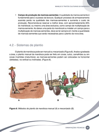 manejo e tratos culturais da mandioca 4 
• Campo de produção de manivas-sementes: A qualidade da maniva-semente é 
fundamental para o sucesso da lavoura. Qualquer processo de armazenamento 
acarreta perda na qualidade das manivas-sementes e aumenta o custo de 
produção. Recomenda-se reservar a melhor área, com aproximadamente 20% 
do mandiocal, ou mesmo uma área exclusiva, como campo de multiplicação de 
maniva-semente. Ao deixar uma parte do mandiocal ou instalar um campo para a 
multiplicação de manivas-sementes, deve-se ter sempre em mente a quantidade 
de manivas-sementes que serão necessárias para o plantio da nova área. 
Oreinatções Técnacis 69 
4.2 – Sistemas de plantio 
O plantio de mandioca pode ser manual ou mecanizado (Figura 8). Arada e gradeada 
a área, o plantio manual da mandioca pode ser feito em covas, sulco, camalhões ou em 
covas invertidas (matumbos); as manivas-sementes podem ser colocadas na horizontal 
(deitadas), na vertical ou inclinadas. (Figura 9). 
A B 
Figura 8. Métodos de plantio de mandioca manual (a) e mecanizado (b). 
 