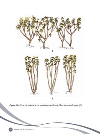 74 Mandioca no Cerrado 
A 
B 
Figura 10. Porte da variedade de mandioca ramificada (a) e sem ramificação (b). 
 