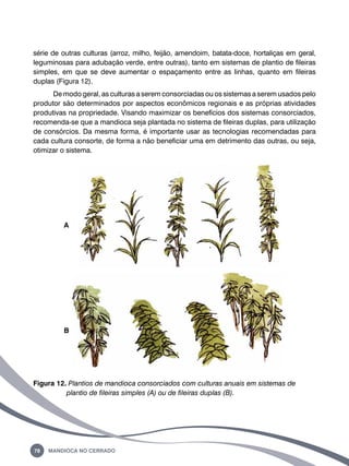 série de outras culturas (arroz, milho, feijão, amendoim, batata-doce, hortaliças em geral, 
leguminosas para adubação verde, entre outras), tanto em sistemas de plantio de fileiras 
simples, em que se deve aumentar o espaçamento entre as linhas, quanto em fileiras 
duplas (Figura 12). 
De modo geral, as culturas a serem consorciadas ou os sistemas a serem usados pelo 
produtor são determinados por aspectos econômicos regionais e as próprias atividades 
produtivas na propriedade. Visando maximizar os benefícios dos sistemas consorciados, 
recomenda-se que a mandioca seja plantada no sistema de fileiras duplas, para utilização 
de consórcios. Da mesma forma, é importante usar as tecnologias recomendadas para 
cada cultura consorte, de forma a não beneficiar uma em detrimento das outras, ou seja, 
otimizar o sistema. 
A 
B 
Figura 12. Plantios de mandioca consorciados com culturas anuais em sistemas de 
plantio de fileiras simples (a) ou de fileiras duplas (b). 
78 Mandioca no Cerrado 
 