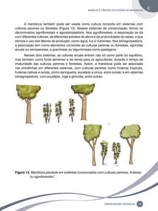manejo e tratos culturais da mandioca 4 
A mandioca também pode ser usada como cultura consorte em sistemas com 
culturas perenes ou florestas (Figura 13). Nesses sistemas de consorciação, temos os 
denominados agroflorestais e agrossilvipastoris. Nos agroflorestais, a associação se dá 
com diferentes culturas, de diferentes extratos de altura e de profundidade de raízes, o que 
otimiza o uso dos fatores de produção, como água, luz e nutrientes. Nos silviagropastoris, 
a associação tem como elementos consortes as culturas perenes ou florestais, agrícolas 
anuais ou semiperenes, e gramíneas ou leguminosas como pastagens. 
Nesses dois sistemas, as culturas anuais entram não só como parte do equilíbrio, 
mas também como fonte alimentar e de renda para os agricultores, durante o tempo de 
imaturidade das culturas perenes e florestais. Assim, a mandioca pode ser associada 
nas entrelinhas em diferentes sistemas, com culturas perenes como fruteiras tropicais, 
fruteiras nativas e outras, como seringueira, eucalipto e pínus, entre outras; e em sistemas 
silviagropastoris, com eucalipto, ingá e gliricídia, entre outras. 
Figura 13. Mandioca plantada em sistemas consorciados com culturas perenes, fruteiras 
Oreinatções Técnacis 79 
ou agroflorestais” . 
 