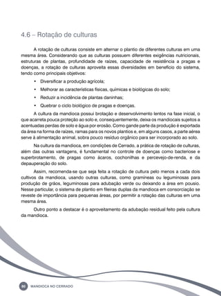 4.6 – Rotação de culturas 
A rotação de culturas consiste em alternar o plantio de diferentes culturas em uma 
mesma área. Considerando que as culturas possuem diferentes exigências nutricionais, 
estruturas de plantas, profundidade de raízes, capacidade de resistência a pragas e 
doenças, a rotação de culturas aproveita essas diversidades em benefício do sistema, 
tendo como principais objetivos: 
• Diversificar a produção agrícola; 
• Melhorar as características físicas, químicas e biológicas do solo; 
• Reduzir a incidência de plantas daninhas; 
• Quebrar o ciclo biológico de pragas e doenças. 
A cultura da mandioca possui brotação e desenvolvimento lentos na fase inicial, o 
que acarreta pouca proteção ao solo e, consequentemente, deixa os mandiocais sujeitos a 
acentuadas perdas de solo e água por erosão. Como gande parte da produção é exportada 
da área na forma de raízes, ramas para os novos plantios e, em alguns casos, a parte aérea 
serve à alimentação animal, sobra pouco resíduo orgânico para ser incorporado ao solo. 
Na cultura da mandioca, em condições de Cerrado, a prática de rotação de culturas, 
além das outras vantagens, é fundamental no controle de doenças como bacteriose e 
superbrotamento, de pragas como ácaros, cochonilhas e percevejo-de-renda, e da 
depauperação do solo. 
Assim, recomenda-se que seja feita a rotação de cultura pelo menos a cada dois 
cultivos da mandioca, usando outras culturas, como gramíneas ou leguminosas para 
produção de grãos, leguminosas para adubação verde ou deixando a área em pousio. 
Nesse particular, o sistema de plantio em fileiras duplas da mandioca em consorciação se 
reveste de importância para pequenas áreas, por permitir a rotação das culturas em uma 
mesma área. 
Outro ponto a destacar é o aproveitamento da adubação residual feito pela cultura 
da mandioca. 
80 Mandioca no Cerrado 
 