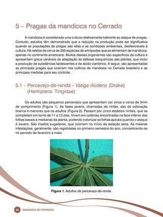 5 – Pragas da mandioca no Cerrado 
A mandioca é considerada uma cultura relativamente tolerante ao ataque de pragas. 
Contudo, estudos têm demonstrado que a redução na produção pode ser significativa 
quando as populações de pragas são altas e as condições ambientais, desfavoráveis à 
cultura. Há relatos de cerca de 200 espécies de artrópodes que se alimentam de mandioca, 
apenas no continente americano. Muitos desses organismos são específicos da cultura e 
apresentam graus variáveis de adaptação às defesas bioquímicas das plantas, que inclui 
a produção de substâncias lactescentes e de ácido cianídrico. A seguir, são apresentadas 
as principais pragas que ocorrem nos cultivos de mandioca no Cerrado brasileiro e as 
principais medidas para seu controle. 
5.1 – Percevejo-de-renda – Vatiga illudens (Drake) 
(Hemiptera: Tingidae) 
Os adultos são pequenos percevejos que apresentam cor cinza e cerca de 3mm 
de comprimento (Figura 1). As fases jovens, chamadas de ninfas, são de coloração 
branca e menores que os adultos (Figura 2). Passam por cinco estádios ninfais, que se 
completam em torno de 11 a 13 dias. Vivem em colônias encontradas na face inferior das 
folhas basais e medianas da planta, podendo colonizar as folhas apicais quando o ataque 
é severo. São insetos sugadores, que ocorrem no início da estação seca. As maiores 
infestações, geralmente, são registradas no primeiro semestre do ano, concentrando-se 
no período de fevereiro a maio. 
Figura 1. Adultos do percevejo-de-renda. 
94 Mandioca no Cerrado 
 