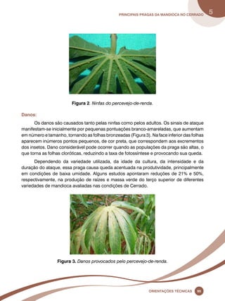 principais Pragas da mandioca no Cerrado 5 
Figura 2. Ninfas do percevejo-de-renda. 
Oreinatções Técnacis 95 
Danos: 
Os danos são causados tanto pelas ninfas como pelos adultos. Os sinais de ataque 
manifestam-se inicialmente por pequenas pontuações branco-amareladas, que aumentam 
em número e tamanho, tornando as folhas bronzeadas (Figura 3). Na face inferior das folhas 
aparecem inúmeros pontos pequenos, de cor preta, que correspondem aos excrementos 
dos insetos. Dano considerável pode ocorrer quando as populações da praga são altas, o 
que torna as folhas cloróticas, reduzindo a taxa de fotossíntese e provocando sua queda. 
Dependendo da variedade utilizada, da idade da cultura, da intensidade e da 
duração do ataque, essa praga causa queda acentuada na produtividade, principalmente 
em condições de baixa umidade. Alguns estudos apontaram reduções de 21% e 50%, 
respectivamente, na produção de raízes e massa verde do terço superior de diferentes 
variedades de mandioca avaliadas nas condições de Cerrado. 
Figura 3. Danos provocados pelo percevejo-de-renda. 
 