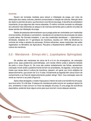 Controle: 
Devem ser tomadas medidas para reduzir a infestação da praga, por meio da 
destruição dos restos culturais, plantios consorciados e rotação de culturas. Atenção deve 
ser dada no período da seca, que favorece a ocorrência da praga. A escolha da variedade é 
importante, já que algumas são menos atacadas. O melhor controle consiste na utilização 
de cultivares mais tolerantes ao ataque e de manivas-sementes para o plantio oriundas de 
áreas isentas da infestação da praga. 
Dados de pesquisa demonstraram que a praga pode ser controlada com inseticidas 
(monocrotofós, dimetoato e vamidotion), resultando em acréscimos de produção de raízes 
e parte aérea. No Cerrado brasileiro, o uso dos inseticidas tiametoxan + cipermetrina e 
dimetoato, testados em 17 genótipos de mandioca, resultou em 100% de eficiência no 
controle de ninfas e adultos do percevejo. Embora eficientes, esses inseticidas não estão 
registrados no Ministério da Agricultura, Pecuária e Abastecimento (Mapa) para uso na 
cultura da mandioca. 
5.2 – Mandarová – Erinnys ello L. (Lepidoptera: Sphingidae) 
Os adultos são mariposas de cerca de 8 a 9 cm de envergadura, de coloração 
geral cinza, asas posteriores avermelhadas, com borda inferior preta e abdome listrado 
de preto e cinza (Figura 4). Os ovos são postos isoladamente nas folhas, apresentam 
coloração inicial verde e posteriormente tornam-se amarelados. As lagartas, única fase do 
inseto que causa dano à cultura da mandioca, passam, em geral, por cinco estádios de 
desenvolvimento, que duram de 12 a 15 dias. Inicialmente as lagartas têm cerca 0,5cm de 
comprimento e ao final do desenvolvimento podem atingir 10cm. Sua coloração varia do 
verde ao marrom e ao preto (Figura 5). 
Após a fase de lagarta, o inseto migra para o interior do solo e se transforma em pupa, 
que dura entre 15 e 30 dias. O ataque do mandarová pode ocorrer em qualquer época do 
ano, entretanto é mais comum no início da estação chuvosa. É uma praga de ocorrência 
esporádica, podendo levar alguns anos para que ocorram novos ataques severos. 
96 Mandioca no Cerrado 
 