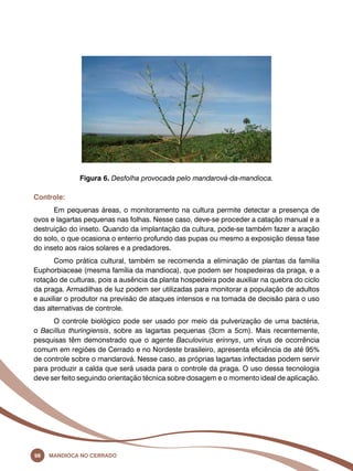 Figura 6. Desfolha provocada pelo mandarová-da-mandioca. 
Controle: 
Em pequenas áreas, o monitoramento na cultura permite detectar a presença de 
ovos e lagartas pequenas nas folhas. Nesse caso, deve-se proceder a catação manual e a 
destruição do inseto. Quando da implantação da cultura, pode-se também fazer a aração 
do solo, o que ocasiona o enterrio profundo das pupas ou mesmo a exposição dessa fase 
do inseto aos raios solares e a predadores. 
Como prática cultural, também se recomenda a eliminação de plantas da família 
Euphorbiaceae (mesma família da mandioca), que podem ser hospedeiras da praga, e a 
rotação de culturas, pois a ausência da planta hospedeira pode auxiliar na quebra do ciclo 
da praga. Armadilhas de luz podem ser utilizadas para monitorar a população de adultos 
e auxiliar o produtor na previsão de ataques intensos e na tomada de decisão para o uso 
das alternativas de controle. 
O controle biológico pode ser usado por meio da pulverização de uma bactéria, 
o Bacillus thuringiensis, sobre as lagartas pequenas (3cm a 5cm). Mais recentemente, 
pesquisas têm demonstrado que o agente Baculovirus erinnys, um vírus de ocorrência 
comum em regiões de Cerrado e no Nordeste brasileiro, apresenta eficiência de até 95% 
de controle sobre o mandarová. Nesse caso, as próprias lagartas infectadas podem servir 
para produzir a calda que será usada para o controle da praga. O uso dessa tecnologia 
deve ser feito seguindo orientação técnica sobre dosagem e o momento ideal de aplicação. 
98 Mandioca no Cerrado 
 