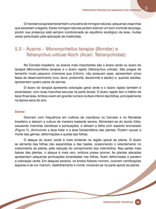 principais Pragas da mandioca no Cerrado 5 
O mandarová apresenta também uma série de inimigos naturais, pequenas vespinhas 
que parasitam a lagarta. Esses inimigos naturais podem exercer um bom controle da praga, 
porém sua presença está sempre condicionada ao equilíbrio ecológico da área, muitas 
vezes perturbado pela aplicação de inseticidas. 
5.3 – Ácaros – Mononychellus tanajoa (Bondar) e 
Tetranychus urticae Koch (Acari: Tetranychidae) 
No Cerrado brasileiro, os ácaros mais importantes são o ácaro verde ou ácaro do 
tanajoá (Mononychellus tanajoa) e o ácaro rajado (Tetranychus urticae). São pragas de 
tamanho muito pequeno (menores que 0,5mm), não possuem asas, apresentam cinco 
fases de desenvolvimento (ovo, larva, protoninfa, deutoninfa e adulto) e, quando adultas, 
apresentam quatro pares de pernas. 
O ácaro do tanajoá apresenta coloração geral verde e o ácaro rajado também é 
esverdeado, com duas manchas escuras na parte dorsal. O ácaro rajado tem o hábito de 
tecer finas teias. Ambos vivem em grande número na face inferior das folhas, principalmente 
na época seca do ano. 
Oreinatções Técnacis 99 
Danos: 
Ocorrem com frequência em cultivos de mandioca no Cerrado e no Nordeste 
brasileiro e atacam a cultura de maneira bastante severa. Alimentam-se do tecido foliar, 
causando manchas cloróticas e pontuações, e deixam a folha com aspecto bronzeado 
(Figura 7), diminuindo a área foliar e a área fotossintética das plantas. Podem causar a 
morte das gemas, deformações e queda das folhas. 
O ataque do ácaro verde é mais evidente na região apical da planta. O ácaro 
se alimenta das folhas não expandidas e das hastes, ocasionando o retardamento no 
crescimento da planta, pela redução do comprimento dos internódios. Nas partes mais 
baixas das plantas, o ataque é mais raro, embora possa ocorrer. As plantas atacadas 
apresentam pequenas pontuações amareladas nas folhas, ficam deformadas e perdem 
a coloração verde. Em ataques severos, os brotos foliares morrem, ocorrem ramificações 
ásperas e de cor marrom, desfolhamento e morte, iniciando-se na parte apical da planta. 
 