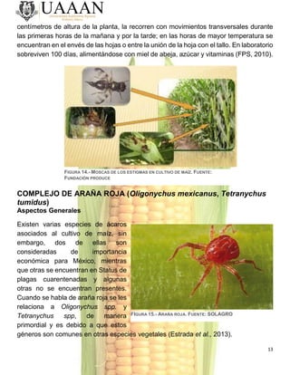 13
centímetros de altura de la planta, la recorren con movimientos transversales durante
las primeras horas de la mañana y por la tarde; en las horas de mayor temperatura se
encuentran en el envés de las hojas o entre la unión de la hoja con el tallo. En laboratorio
sobreviven 100 días, alimentándose con miel de abeja, azúcar y vitaminas (FPS, 2010).
COMPLEJO DE ARAÑA ROJA (Oligonychus mexicanus, Tetranychus
tumidus)
Aspectos Generales
Existen varias especies de ácaros
asociados al cultivo de maíz, sin
embargo, dos de ellas son
consideradas de importancia
económica para México, mientras
que otras se encuentran en Status de
plagas cuarentenadas y algunas
otras no se encuentran presentes.
Cuando se habla de araña roja se les
relaciona a Oligonychus spp. y
Tetranychus spp, de manera
primordial y es debido a que estos
géneros son comunes en otras especies vegetales (Estrada et al., 2013).
FIGURA 14.- MOSCAS DE LOS ESTIGMAS EN CULTIVO DE MAÍZ. FUENTE:
FUNDACIÓN PRODUCE
FIGURA 15.- ARAÑA ROJA. FUENTE: SOLAGRO
 