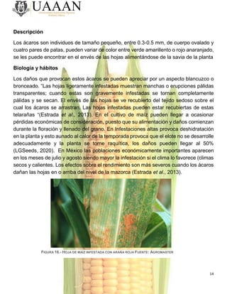 14
Descripción
Los ácaros son individuos de tamaño pequeño, entre 0.3-0.5 mm, de cuerpo ovalado y
cuatro pares de patas, pueden variar de color entre verde amarillento o rojo anaranjado,
se les puede encontrar en el envés de las hojas alimentándose de la savia de la planta
Biología y hábitos
Los daños que provocan estos ácaros se pueden apreciar por un aspecto blancuzco o
bronceado. “Las hojas ligeramente infestadas muestran manchas o erupciones pálidas
transparentes; cuando estas son gravemente infestadas se tornan completamente
pálidas y se secan. El envés de las hojas se ve recubierto del tejido sedoso sobre el
cual los ácaros se arrastran. Las hojas infestadas pueden estar recubiertas de estas
telarañas “(Estrada et al., 2013). En el cultivo de maíz pueden llegar a ocasionar
pérdidas económicas de consideración, puesto que su alimentación y daños comienzan
durante la floración y llenado del grano. En Infestaciones altas provoca deshidratación
en la planta y esto aunado al calor de la temporada provoca que el elote no se desarrolle
adecuadamente y la planta se torne raquítica, los daños pueden llegar al 50%
(LGSeeds, 2020). En México las poblaciones económicamente importantes aparecen
en los meses de julio y agosto siendo mayor la infestación si el clima lo favorece (climas
secos y calientes. Los efectos sobre el rendimiento son más severos cuando los ácaros
dañan las hojas en o arriba del nivel de la mazorca (Estrada et al., 2013).
FIGURA 16.- HOJA DE MAÍZ INFESTADA CON ARAÑA ROJA FUENTE: AGROMASTER
 