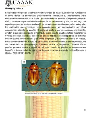 16
Biología y hábitos
Los adultos emergen de la tierra al iniciar el periodo de lluvias cuando estas humedecen
el suelo donde se encuentran, posteriormente comienzan su apareamiento para
depositar sus huevecillos en el suelo. Las larvas de estos insectos sólo pueden provocar
daño cuando su capacidad de alimentarse de las raíces es muy alta, sin embargo, se
reporta que pueden ser también benéficas para el suelo, puesto que ayudan a degradar
los materiales más complejos para posteriormente ser aprovechados por otros
organismos, además de aportar nitrógeno al suelo y, por su constante movimiento,
ayudan a que no se compacte el mismo. El tercer estadio larval es la fase más longeva
y voráz de estas especies, que en las zonas tropicales o subtropicales se alimenta
durante cuatro a ocho meses, y en zonas templadas y frías durante siete a 14 meses,
hasta aumentar de seis a ocho veces su peso antes de iniciar la etapa de prepupa, de
ahí que el daño es muy grande en el sistema radical de las plantas cultivadas. Estas
pueden provocar daños a las raíces del maíz cuando las plantas se encuentran en
floración o llenado del elote, por lo que llegan a provocar acame del cultivo (Ramírez y
Castro, 2000; SNRF, 2021).
IFIGURA 18.- ADULTO DE GALLINA CIEGA FUENTE: CNRF
 