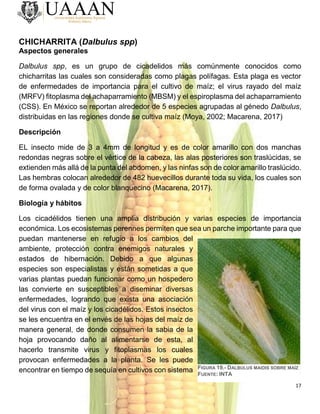 17
CHICHARRITA (Dalbulus spp)
Aspectos generales
Dalbulus spp, es un grupo de cicadelidos más comúnmente conocidos como
chicharritas las cuales son consideradas como plagas polífagas. Esta plaga es vector
de enfermedades de importancia para el cultivo de maíz; el virus rayado del maíz
(MRFV) fitoplasma del achaparramiento (MBSM) y el espiroplasma del achaparramiento
(CSS). En México se reportan alrededor de 5 especies agrupadas al génedo Dalbulus,
distribuidas en las regiones donde se cultiva maíz (Moya, 2002; Macarena, 2017)
Descripción
EL insecto mide de 3 a 4mm de longitud y es de color amarillo con dos manchas
redondas negras sobre el vértice de la cabeza, las alas posteriores son traslúcidas, se
extienden más allá de la punta del abdomen, y las ninfas son de color amarillo traslúcido.
Las hembras colocan alrededor de 482 huevecillos durante toda su vida, los cuales son
de forma ovalada y de color blanquecino (Macarena, 2017).
Biología y hábitos
Los cicadélidos tienen una amplia distribución y varias especies de importancia
económica. Los ecosistemas perennes permiten que sea un parche importante para que
puedan mantenerse en refugio a los cambios del
ambiente, protección contra enemigos naturales y
estados de hibernación. Debido a que algunas
especies son especialistas y están sometidas a que
varias plantas puedan funcionar como un hospedero
las convierte en susceptibles a diseminar diversas
enfermedades, logrando que exista una asociación
del virus con el maíz y los cicadélidos. Estos insectos
se les encuentra en el envés de las hojas del maíz de
manera general, de donde consumen la sabia de la
hoja provocando daño al alimentarse de esta, al
hacerlo transmite virus y fitoplasmas los cuales
provocan enfermedades a la planta. Se les puede
encontrar en tiempo de sequía en cultivos con sistema FIGURA 19.- DALBULUS MAIDIS SOBRE MAÍZ
FUENTE: INTA
 