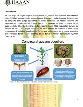 5
Descripción
Es una plaga de origen tropical y subtropical, no soporta temperaturas relativamente
bajas debido a que carece de mecanismos de defensa como la diapausa, debido a esto
se comporta como plaga estacional en zonas templadas. El insecto presenta una
metamorfosis completa (holometábola) por lo que pasa por las fases de: huevo, larva,
pupa y adulto. El adulto hembra puede ovipositar hasta 1000 huevecillos durante su
tiempo de vida. La mayor actividad de este insecto es durante la fase larval,
presentando 6 estadíos larvales (L1-L6), durante este estado se le puede encontrar
alimentándose de los cogollos del maíz de ahí deriva su nombre común (CNRF, 2020;
CIAT, 2016).
FIGURA 2.- DESCRIPCIÓN DEL GUSANO COGOLLERO (SPODOPTERA FRUGIPERDA)
 
