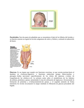 Paratiroides. Son dos pares de glándulas que se encuentran al lado de los lóbulos del tiroides y
su función consiste en regula los niveles sanguíneos de calcio y fósforo y estimula la reabsorción
de hueso.




Páncreas. Es un órgano que cumple con funciones exocrinas, ya que secreta enzimas hacia al
duodeno en el proceso digestivo; y funciones endocrinas porque libera insulina y
glucagón. Ambas provienen específicamente de los islotes del páncreas o islotes de
Langerhans de las células y . La primera actúa sobre el metabolismo de los hidratos
de carbono, proteínas y grasas, aumentando la tasa de utilización de laglucosa y favoreciendo la
formación de proteínas y el almacenamiento de grasas; y el segundo aumenta de forma
transitoria los niveles de azúcaren la sangre mediante la liberación de glucosa procedente del
hígado.




                                                                                               27
 