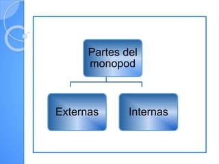 Partes del
monopod
Externas Internas
 