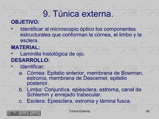 9. Túnica externa.
OBJETIVO:
• Identificar al microscopio óptico los componentes
   estructurales que conforman la córnea, el limbo y la
   esclera.
MATERIAL:
• Laminilla histológica de ojo.
DESARROLLO:
• Identificar:
  a. Córnea: Epitelio anterior, membrana de Bowman,
      estroma, membrana de Descemet, epitelio
      posterior.
  b. Limbo: Conjuntiva, epiesclera, estroma, canal de
      Schlemm y enrejado trabecular.
  c. Esclera: Epiesclera, estroma y lámina fusca.
                        Túnica Externa                    40
 