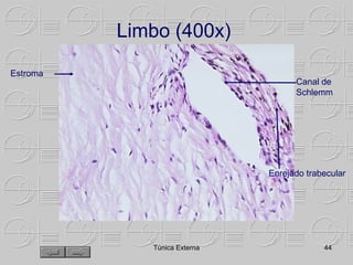 Limbo (400x)
Estroma
                                    Canal de
                                    Schlemm




                              Enrejado trabecular




             Túnica Externa                44
 