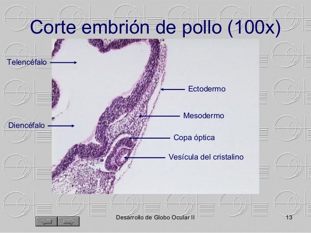 Manual morfologia ocular