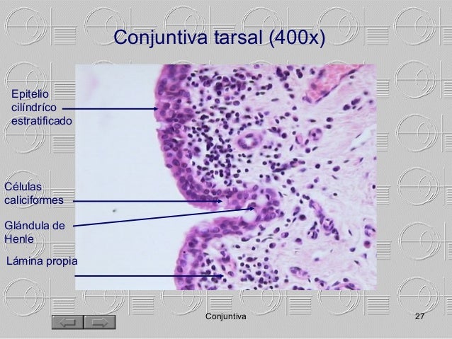 Manual morfologia ocular
