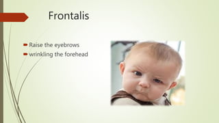 Frontalis Exercise Manual Muscle Testing For Trunk, Neck & Face | PPTX