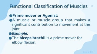 12
Sreeraj S R
●Prime mover or Agonist:
●A muscle or muscle group that makes a
significant contribution to movement at the
joint.
●Example:
●The biceps brachii is a prime mover for
elbow flexion.
Functional Classification of Muscles
 