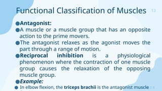 13
Sreeraj S R
●Antagonist:
●A muscle or a muscle group that has an opposite
action to the prime movers.
●The antagonist relaxes as the agonist moves the
part through a range of motion.
●Reciprocal inhibition is a physiological
phenomenon where the contraction of one muscle
group causes the relaxation of the opposing
muscle group.
●Example:
● In elbow flexion, the triceps brachii is the antagonist muscle
Functional Classification of Muscles
 