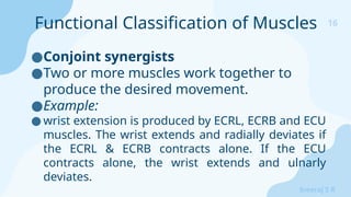 16
Sreeraj S R
●Conjoint synergists
●Two or more muscles work together to
produce the desired movement.
●Example:
● wrist extension is produced by ECRL, ECRB and ECU
muscles. The wrist extends and radially deviates if
the ECRL & ECRB contracts alone. If the ECU
contracts alone, the wrist extends and ulnarly
deviates.
Functional Classification of Muscles
 