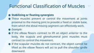 17
Sreeraj S R
● Stabilizing or fixating synergists
● These muscles prevent or control the movement at joints
proximal to the moving joint to provide a fixed or stable base,
from which the distal moving segment can effectively work.
● Example:
● If the elbow flexors contract to lift an object anterior to the
body, the scapula and glenohumeral joint muscles must
contract to control the movement.
● If the scapular muscles do not contract, the object cannot be
lifted as the elbow flexors will act to pull the shoulder girdle
downward.
Functional Classification of Muscles
 