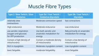 Sreeraj S R
Type I / Slow Twitch / Slow
Oxidative
Type IIa / Fast Twitch /
Oxidative-Glycolytic
Type IIb / Fast Twitch /
Glycolytic
relatively slow
contractions
Moderate contraction speed fast contractions
High endurance Moderate endurance Low endurance
use aerobic respiration
(oxygen and glucose)
for ATP production
Use both aerobic and
anaerobic metabolism for
energy
Rely primarily on anaerobic
metabolism for energy
Contain a high density of
mitochondria
Contain a moderate density
of mitochondria
Contain a low density of
mitochondria
Rich in myoglobin Moderate myoglobin content Low myoglobin content
least fatigable. moderate fatigability most fatigable
Muscle Fibre Types
 
