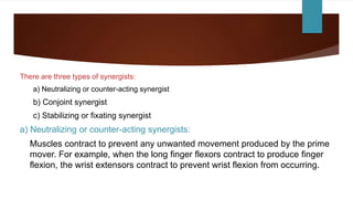 There are three types of synergists:
a) Neutralizing or counter-acting synergist
b) Conjoint synergist
c) Stabilizing or fixating synergist
a) Neutralizing or counter-acting synergists:
Muscles contract to prevent any unwanted movement produced by the prime
mover. For example, when the long finger flexors contract to produce finger
flexion, the wrist extensors contract to prevent wrist flexion from occurring.
 