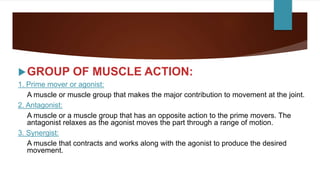 GROUP OF MUSCLE ACTION:
1. Prime mover or agonist:
A muscle or muscle group that makes the major contribution to movement at the joint.
2. Antagonist:
A muscle or a muscle group that has an opposite action to the prime movers. The
antagonist relaxes as the agonist moves the part through a range of motion.
3. Synergist:
A muscle that contracts and works along with the agonist to produce the desired
movement.
 