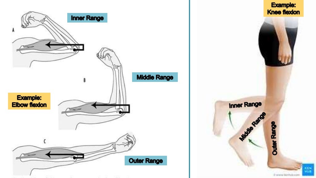 Manual muscle test (MMT)