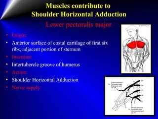 Muscles contribute to
Shoulder Horizontal Adduction
Lower pectoralis major
• Origin:
• Anterior surface of costal cartilage of first six
ribs, adjacent portion of sternum
• Insertion:
• Intertubercle groove of humerus
• Action:
• Shoulder Horizontal Adduction
• Nerve supply:
 