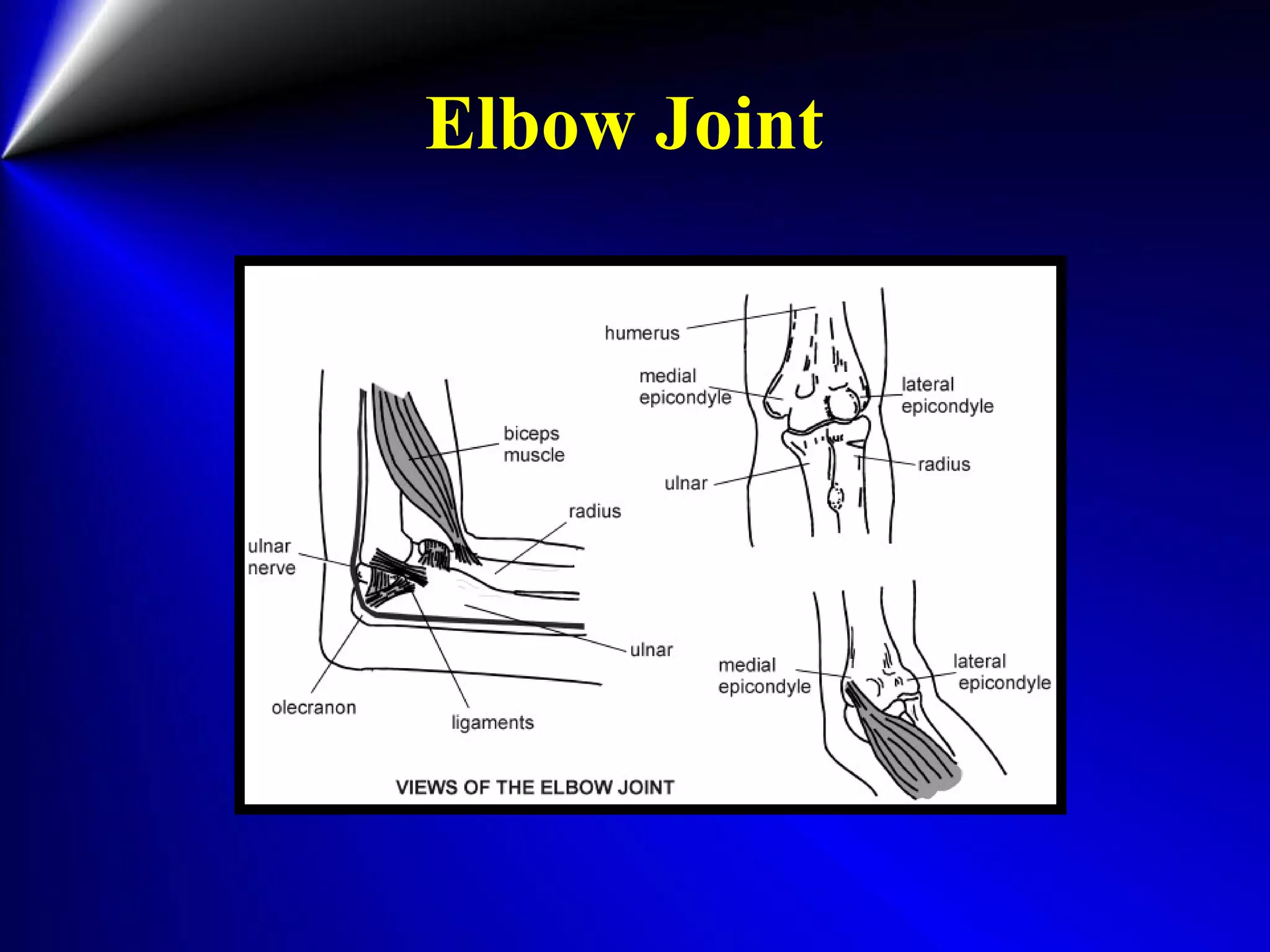 Elbow Joint
 
