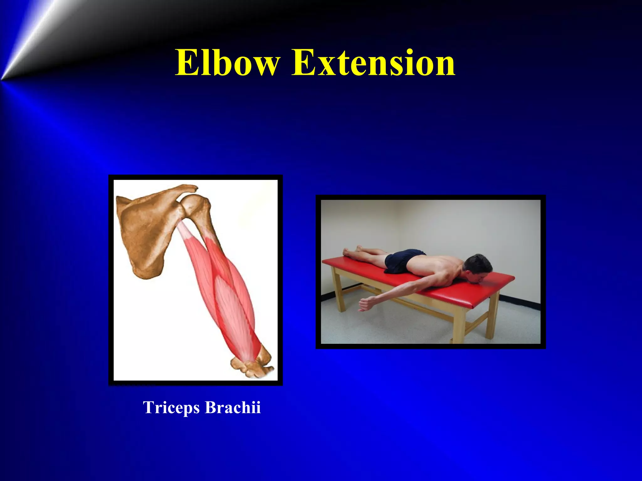 Elbow Extension
Triceps Brachii
 