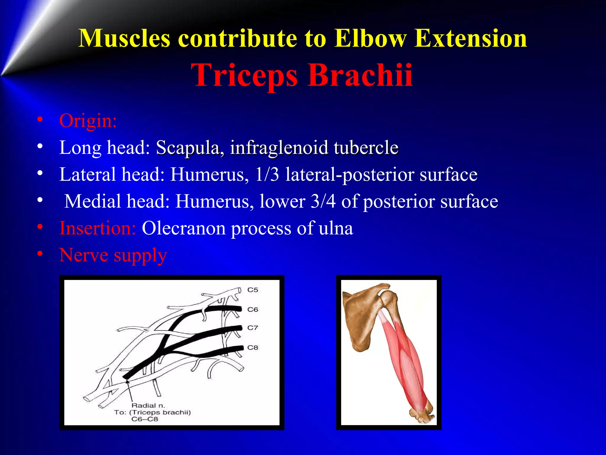 Muscles contribute to Elbow Extension
Triceps Brachii
• Origin:
• Long head: Scapula, infraglenoid tubercleScapula, infraglenoid tubercle
• Lateral head: Humerus, 1/3 lateral-posterior surface
• Medial head: Humerus, lower 3/4 of posterior surface
• Insertion: Olecranon process of ulna
• Nerve supply
 