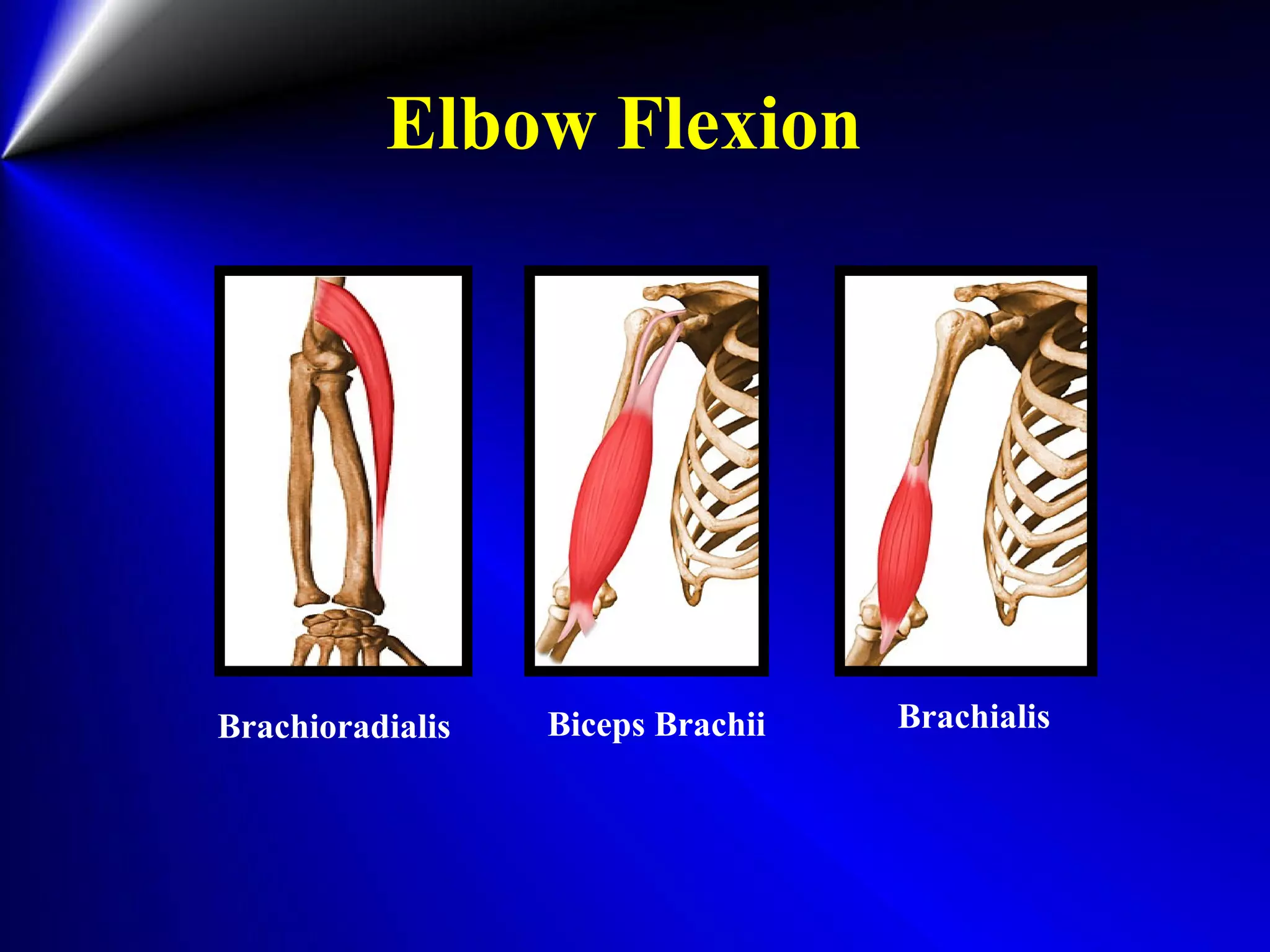 Elbow Flexion
BrachialisBrachioradialis Biceps Brachii
 