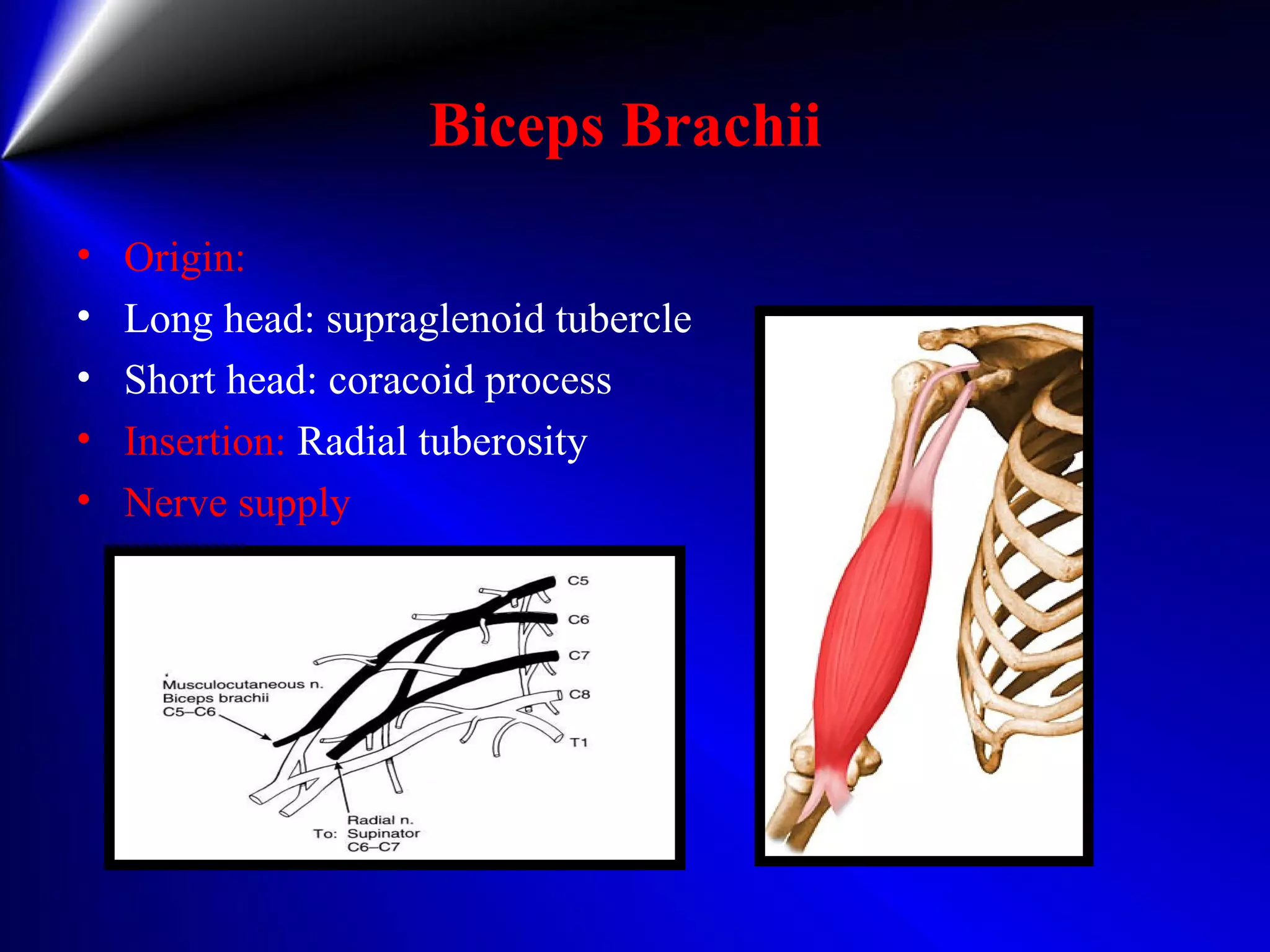Biceps Brachii
• Origin:
• Long head: supraglenoid tubercle
• Short head: coracoid process
• Insertion: Radial tuberosity
• Nerve supply
 