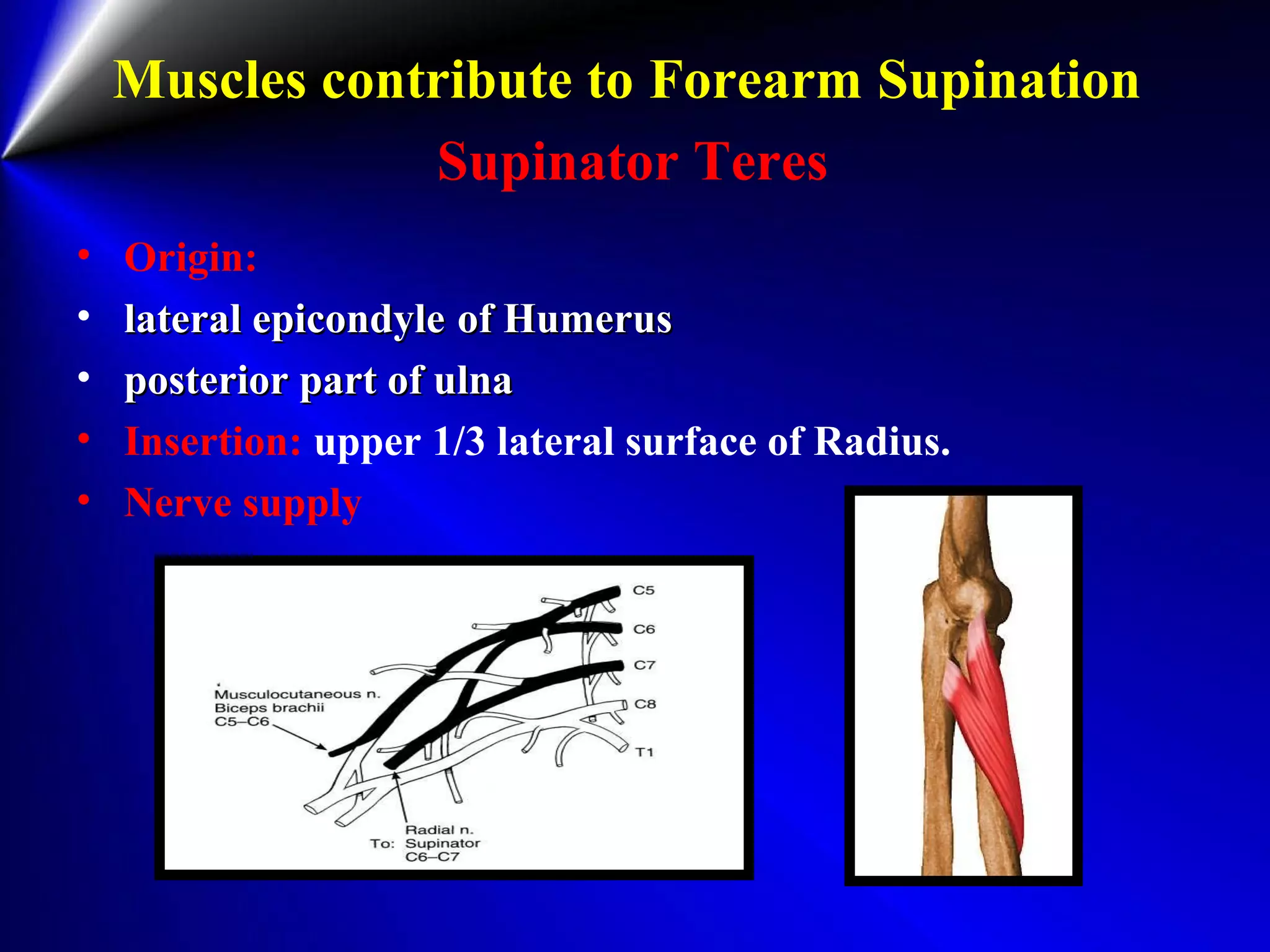 Muscles contribute to Forearm Supination
Supinator Teres
• Origin:
• lateral epicondylelateral epicondyle of Humerusof Humerus
• posterior part of ulnaposterior part of ulna
• Insertion: upper 1/3 lateral surface of Radius.
• Nerve supply
 