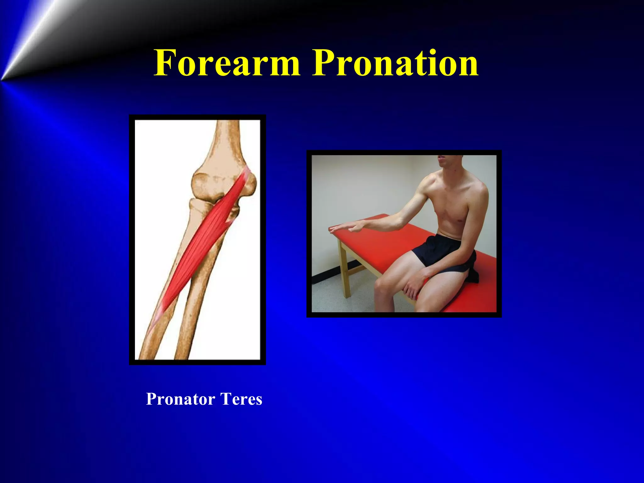 Forearm Pronation
Pronator Teres
 