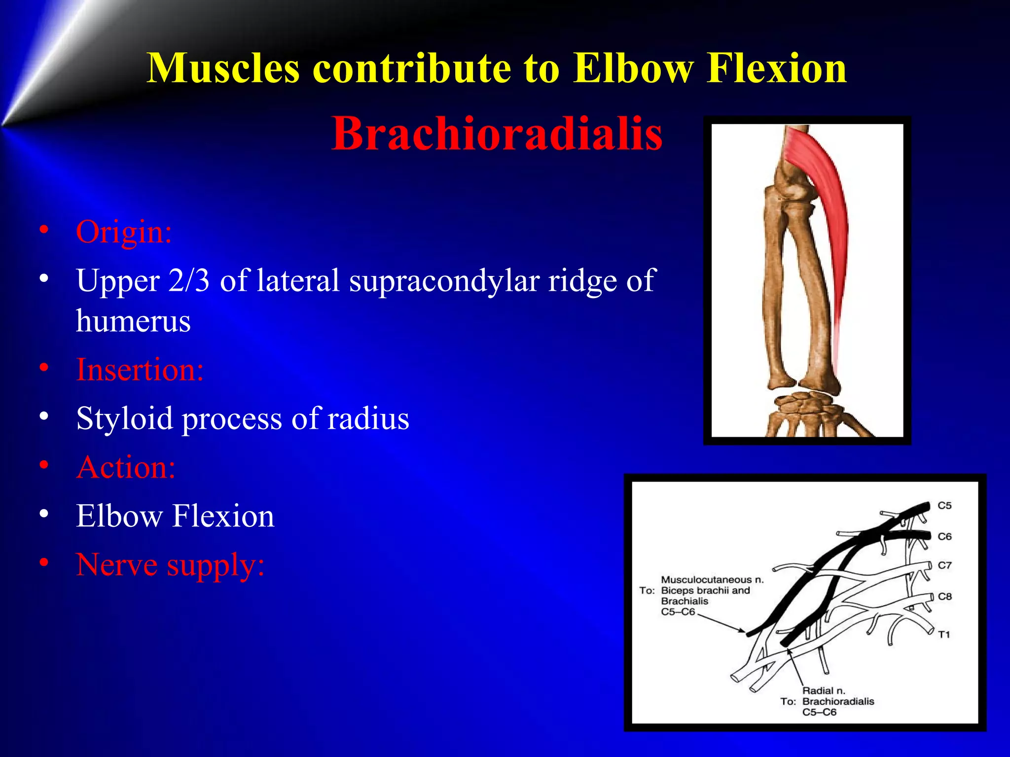 Muscles contribute to Elbow Flexion
Brachioradialis
• Origin:
• Upper 2/3 of lateral supracondylar ridge of
humerus
• Insertion:
• Styloid process of radius
• Action:
• Elbow Flexion
• Nerve supply:
 