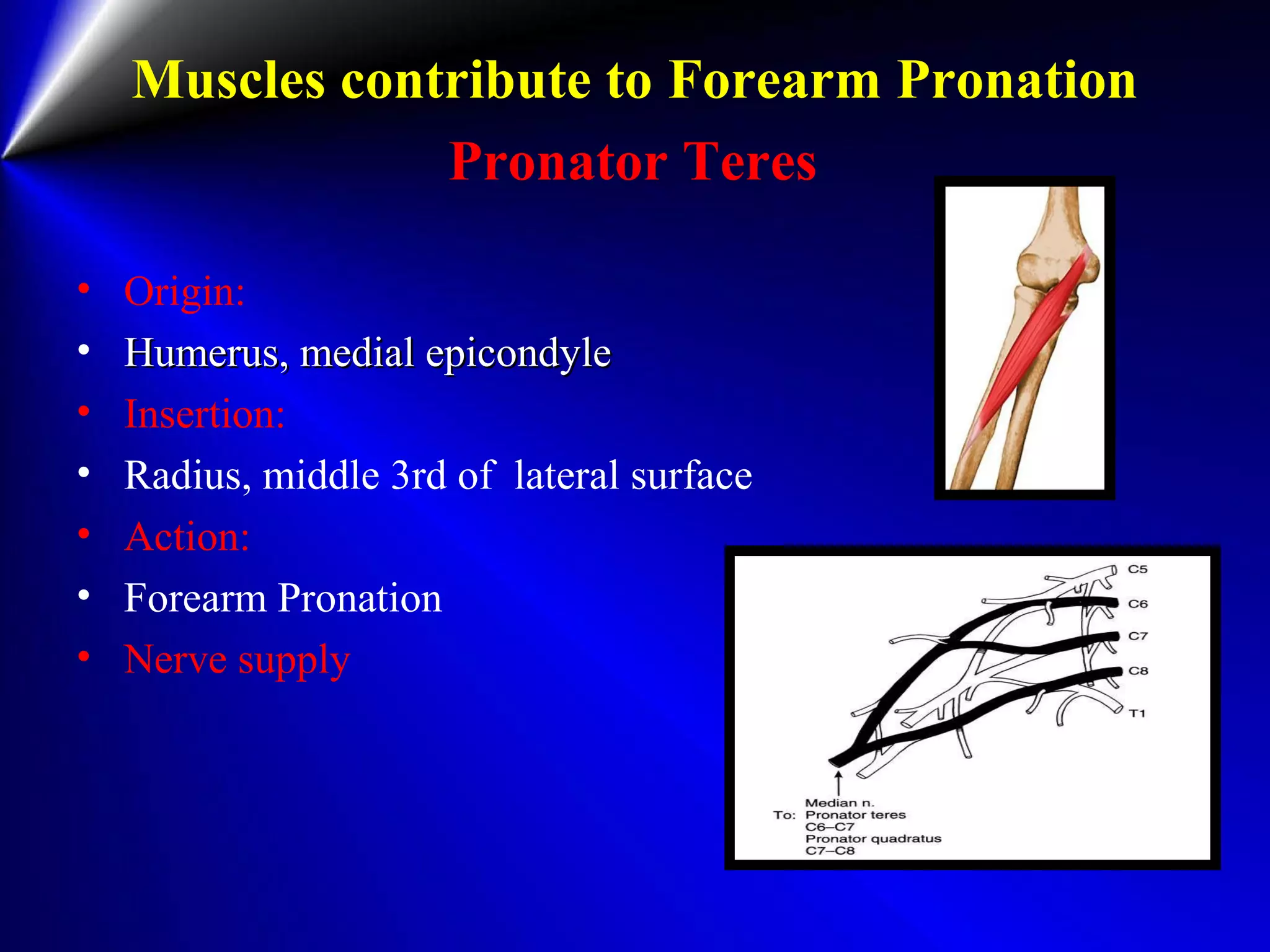 Muscles contribute to Forearm Pronation
Pronator Teres
• Origin:
• Humerus, medial epicondyleHumerus, medial epicondyle
• Insertion:
• Radius, middle 3rd of lateral surface
• Action:
• Forearm Pronation
• Nerve supply
 