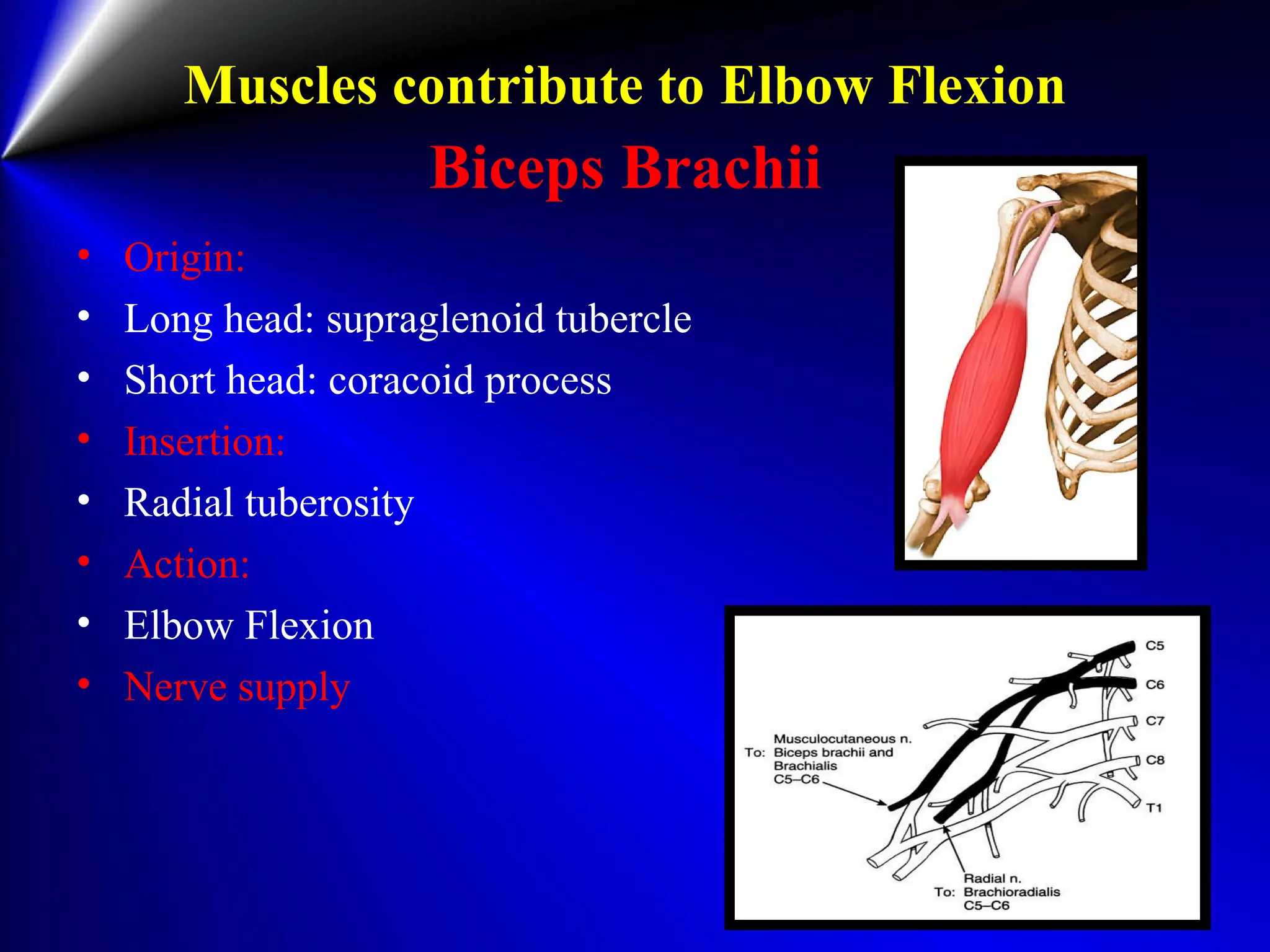 Muscles contribute to Elbow Flexion
Biceps Brachii
• Origin:
• Long head: supraglenoid tubercle
• Short head: coracoid process
• Insertion:
• Radial tuberosity
• Action:
• Elbow Flexion
• Nerve supply
 